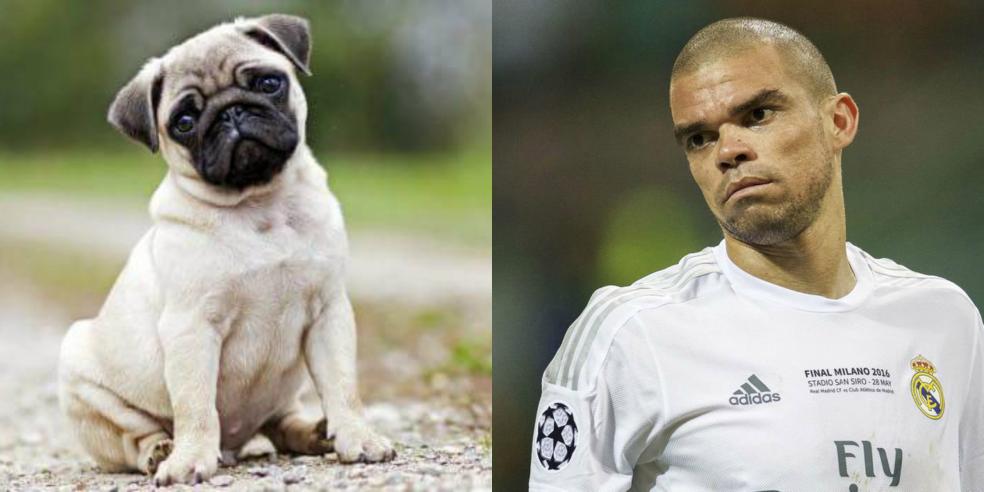 Pepe's animal look alike: a pug