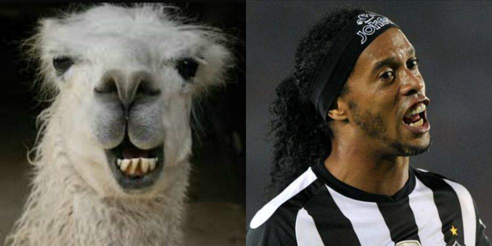 Ronaldinho's animal look alike: a llama