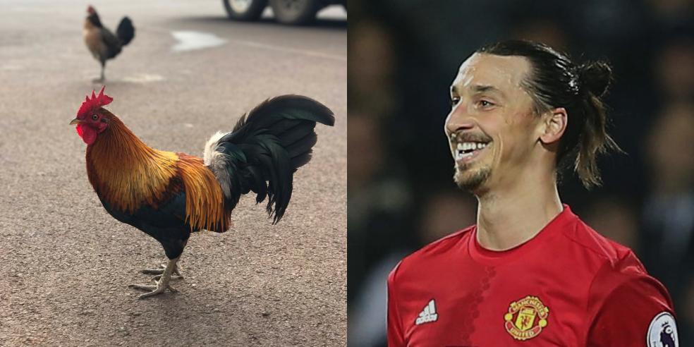 Zlatan Ibrahimović's animal look alike: a camel