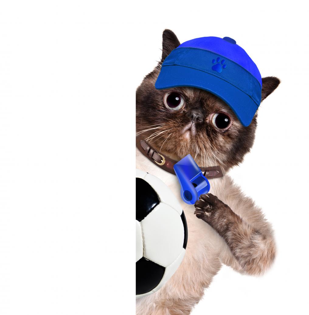 Soccer Cat Ref