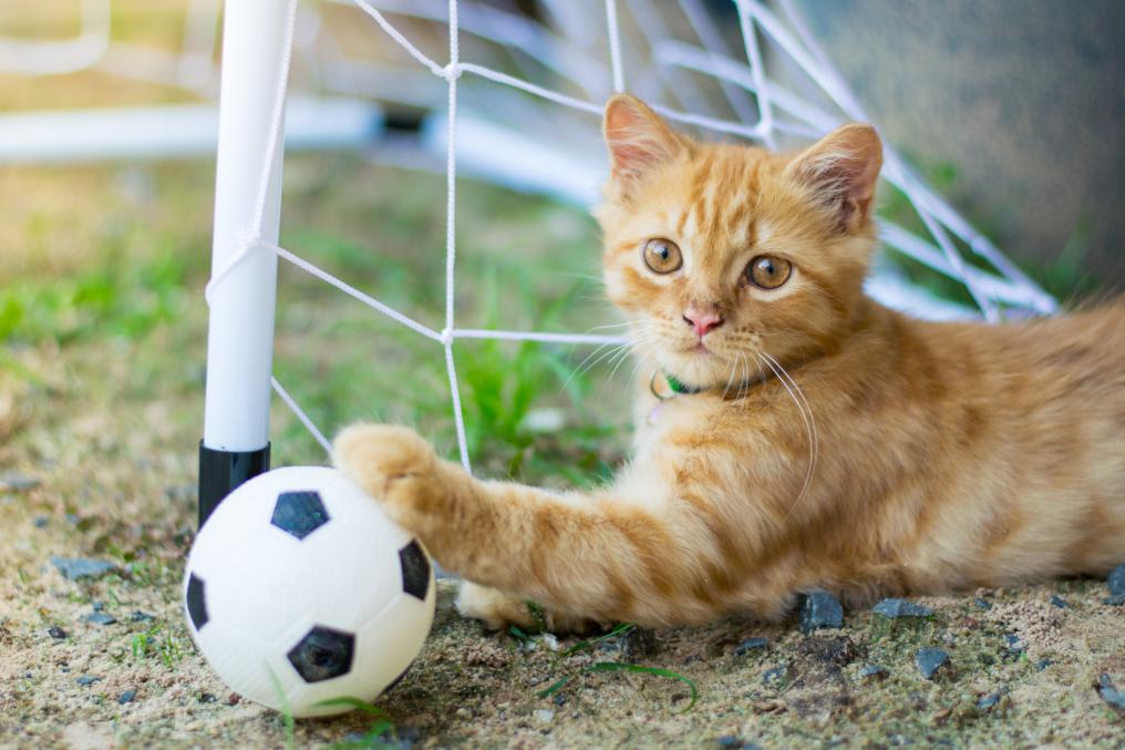 Soccer Cat Goalie