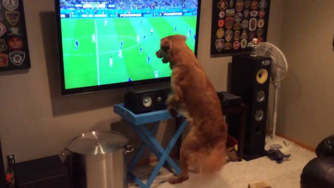 This dog loves watching soccer on TV.