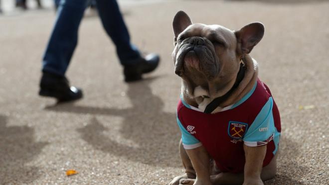 West Ham Dog