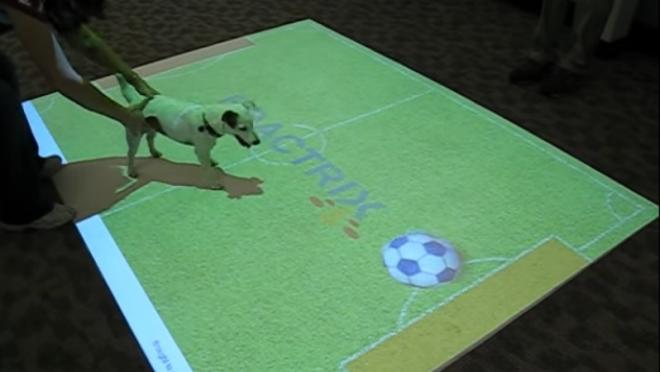 Interactive Floor Display - Dog Plays Virtual Soccer