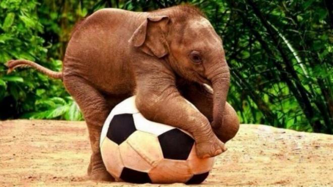 Elephant playing with a soccer ball