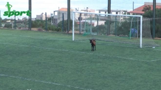 A Goat in Goal 