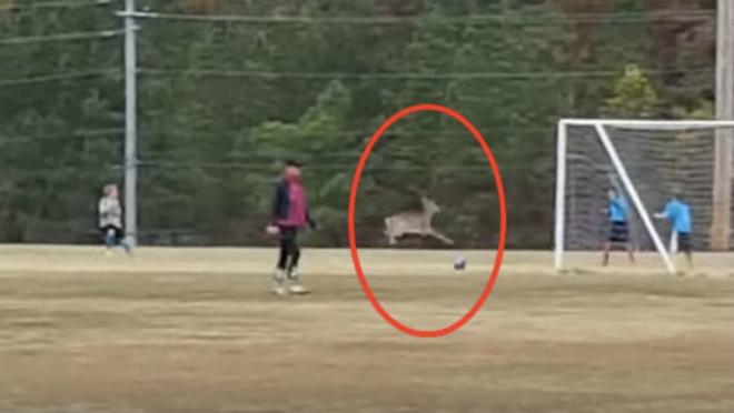 Soccer deer