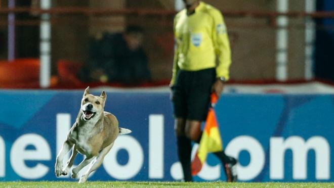 Dog runs on pitch during Argentina match.