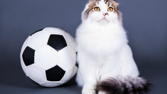 Cat Soccer