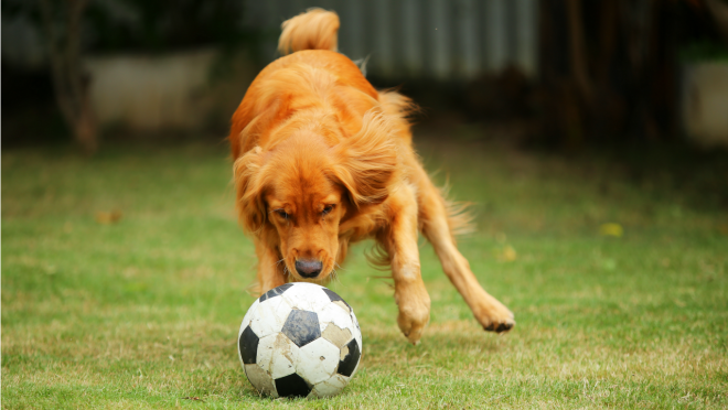 soccer dog