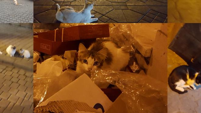 Cats of Marrakech
