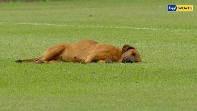 Dog takes a nap during soccer game