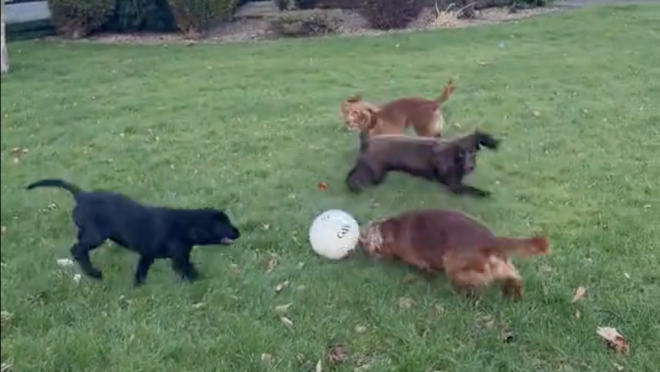 Dog dribbling soccer ball