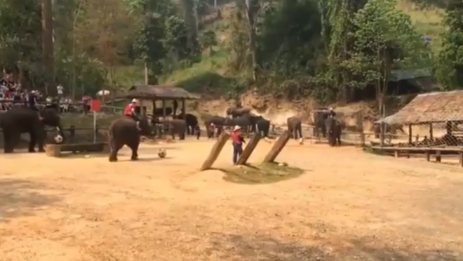Elephant soccer 