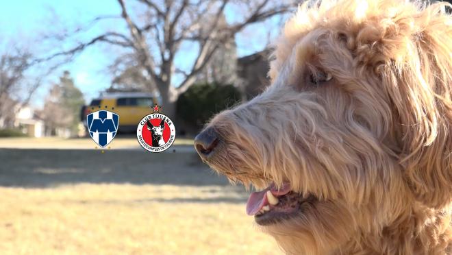 Chewie The Match Predicting Dog: Tijuana Vs Monterrey 