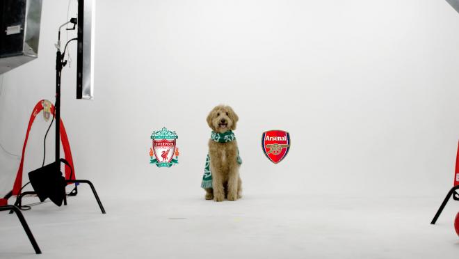 Chewie The Match Predicting Dog: Arsenal vs Liverpool