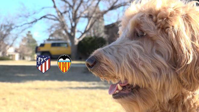 Chewie The Match Predicting Dog Atletico Madrid vs Valencia