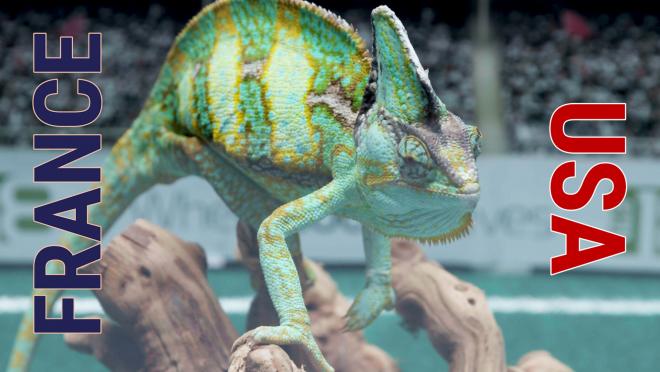 Leon the Chameleon predicts USA France World Cup match