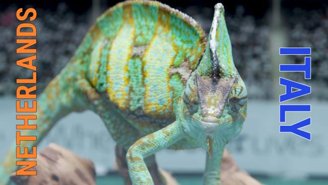 Leon the chameleon predicts Italy Netherlands World Cup quarterfinal
