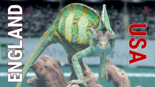 Leon the Chameleon predicts USA vs. France World Cup Semifinal