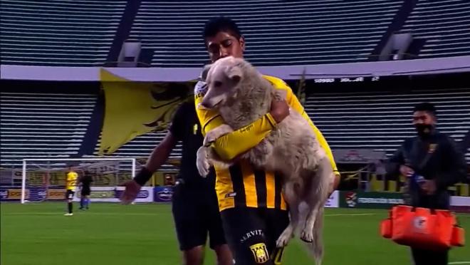 Dog Interrupts Match In Bolivia