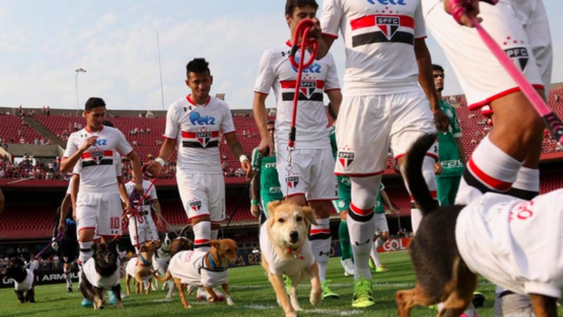 Why do soccer players walk out with kids? To raise awareness of stray dogs. 